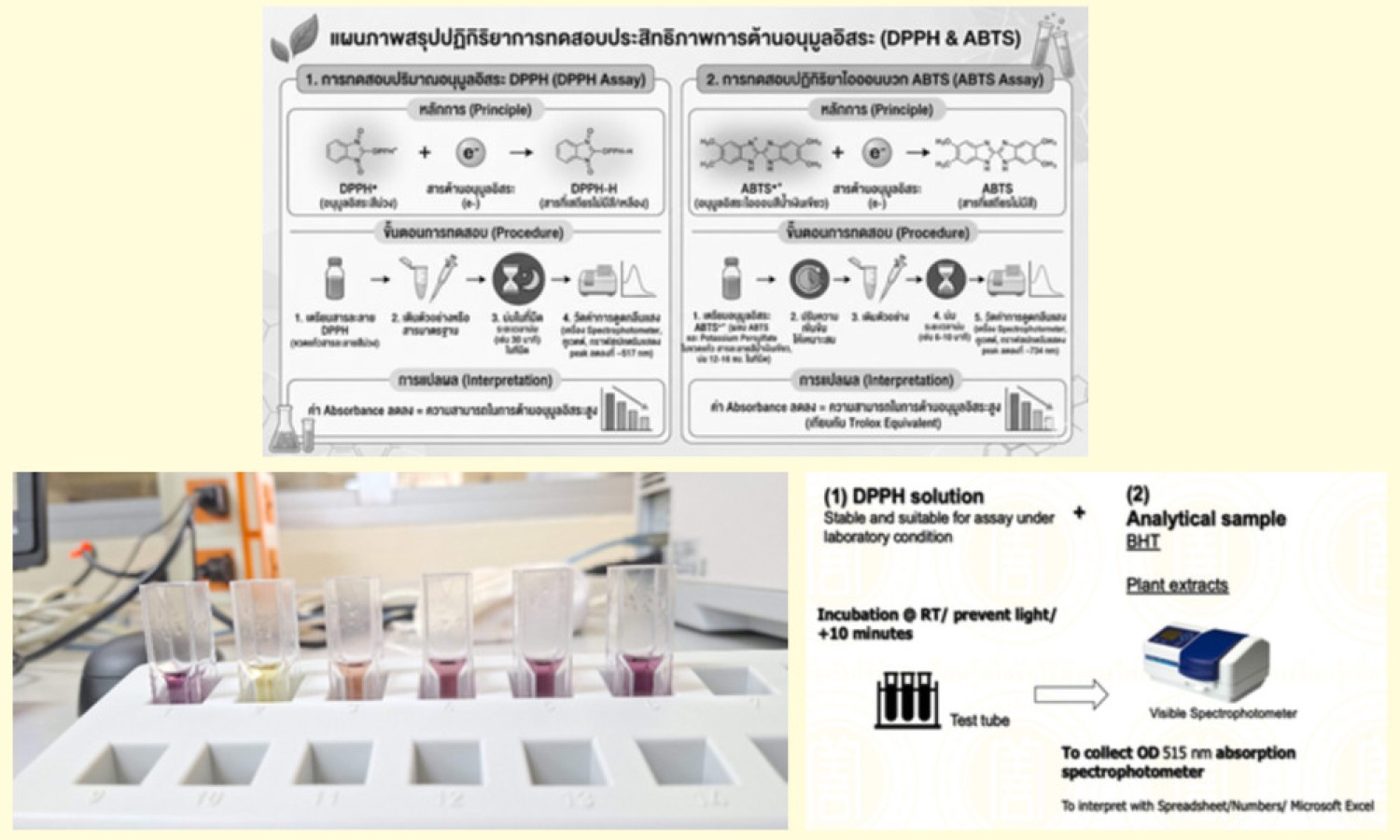 การวิเคราะห์คุณสมบัติการต้านอนุมูลอิสระด้วยวิธี DPPH scavenging assay