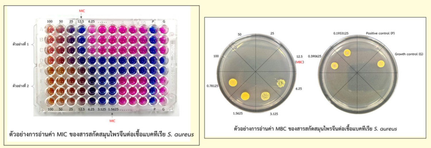 การทดสอบค่าความเข้มข้นที่ต่ำที่สุดของสารที่สามารถยับยั้งแบคทีเรีย (Minimum inhibotory concentration; MIC) และค่าความเข้มข้นที่ต่ำที่สุดของสารที่สามารถฆ่าเชื้อแบคทีเรีย (Minimum bactericidal concentration; MBC)