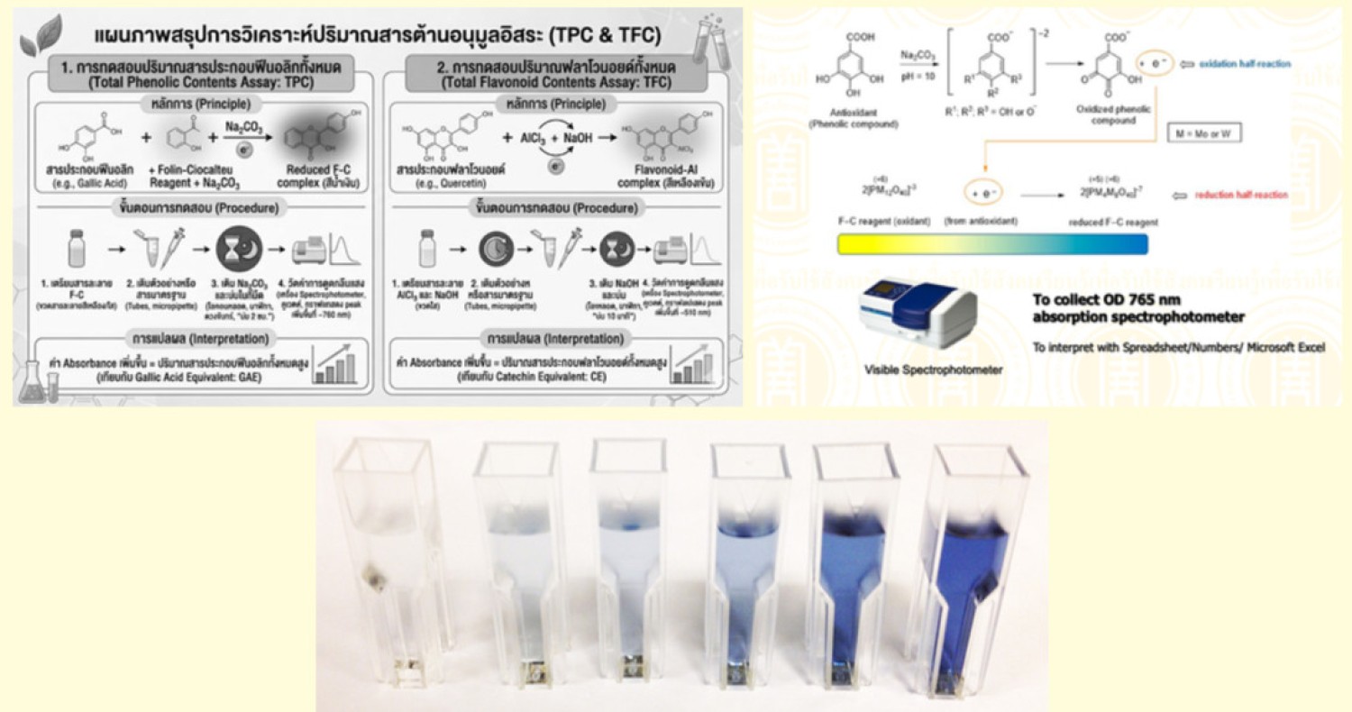การวิเคราะห์ปริมาณรวมของสารประกอบฟีนอลิก และฟลาโวนอยด์