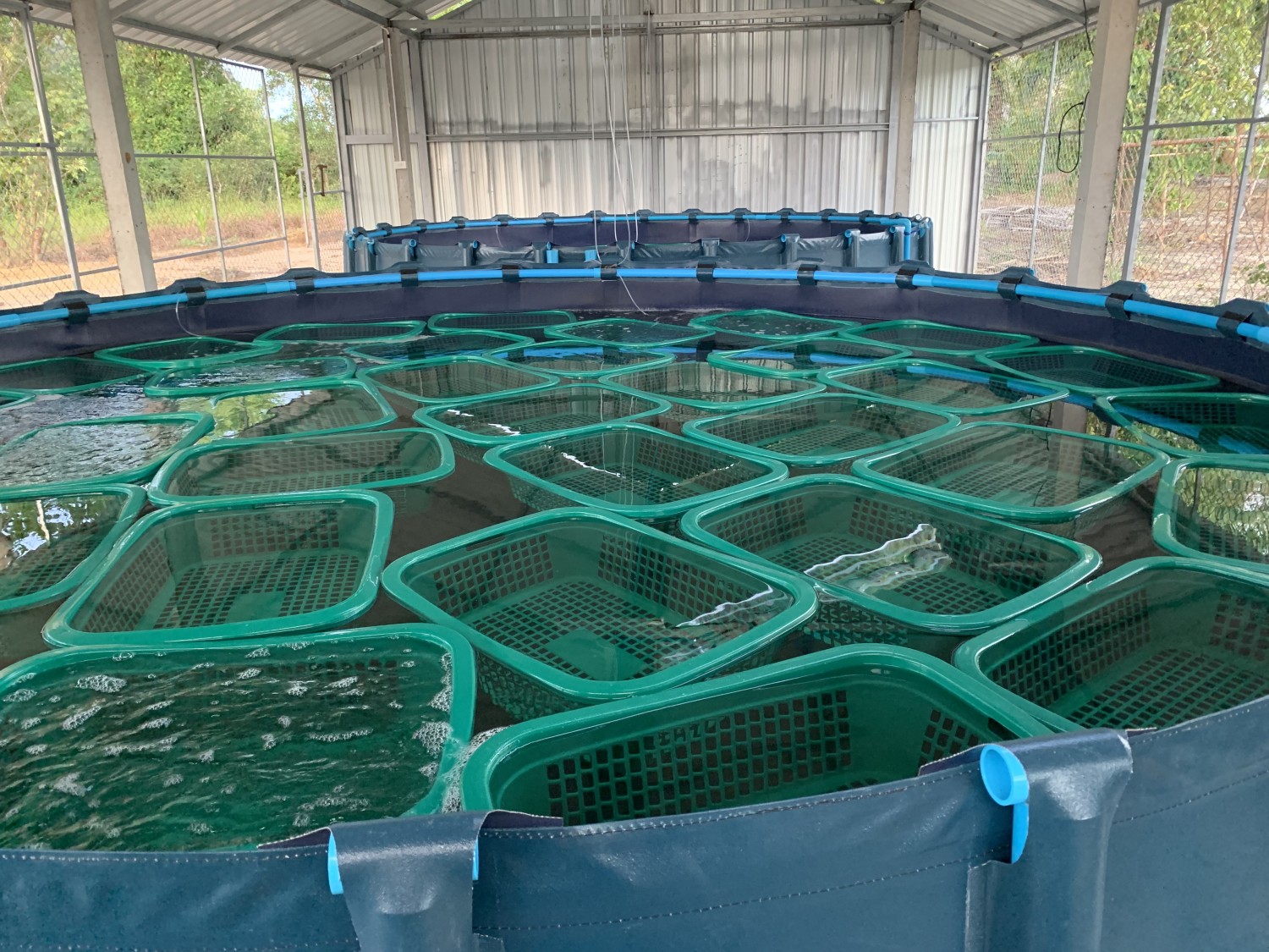 เทคโนโลยีการเพาะเลี้ยงสาหร่ายทะเลในโรงเรือนระบบปิด