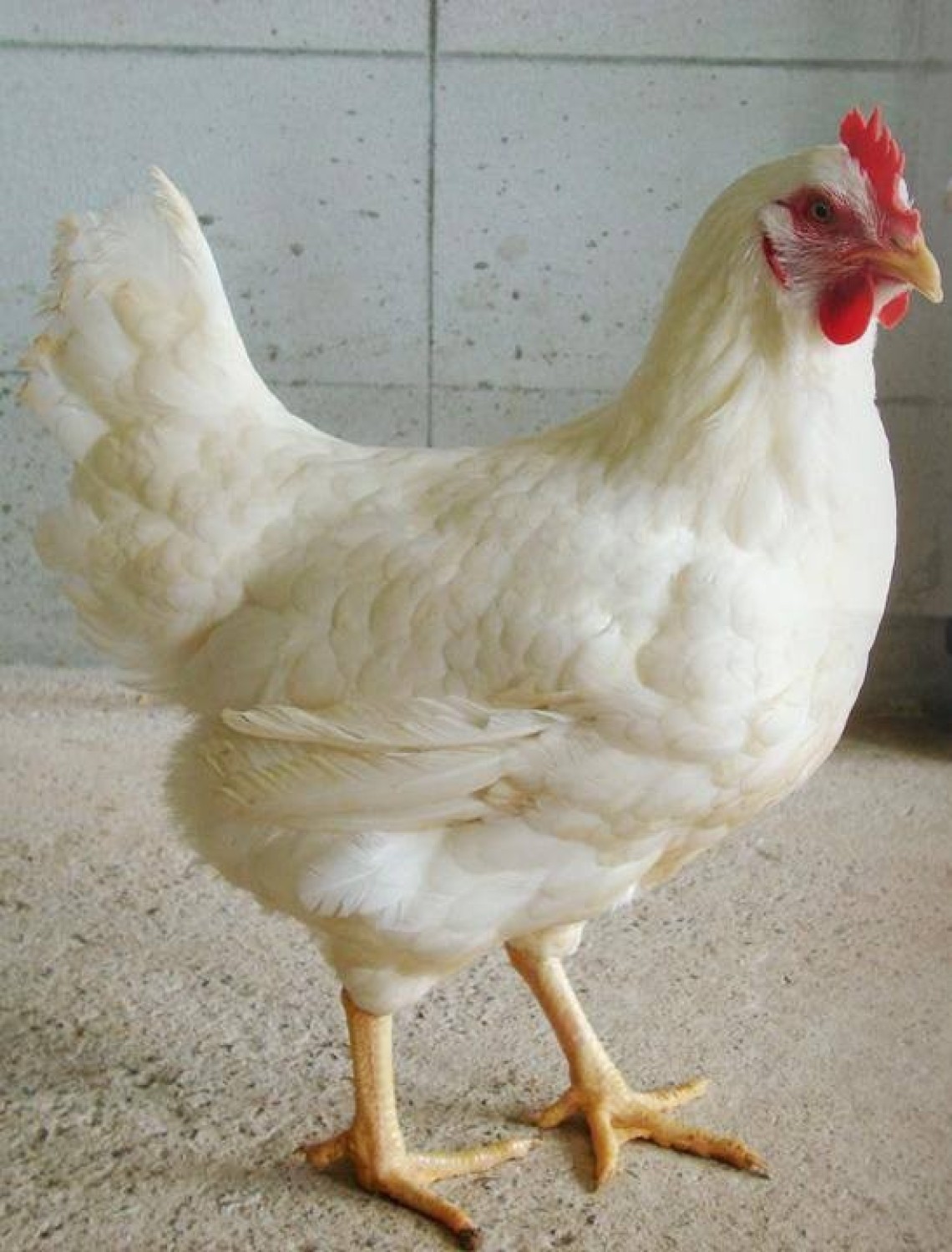 ไก่ มทส. (ไก่แม่พันธุ์ที่ใช้ในการผลิตไก่โคราช)