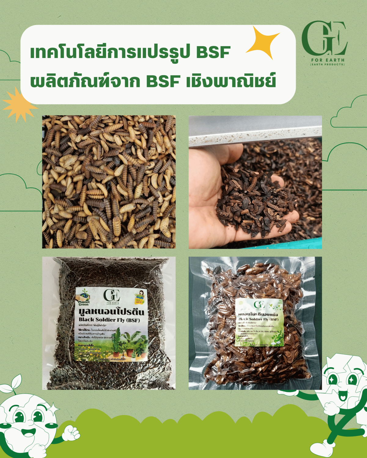 เทคโนโลยีการแปรรูป BSF ผลิตภัณฑ์จาก BSF เชิงพาณิชย์