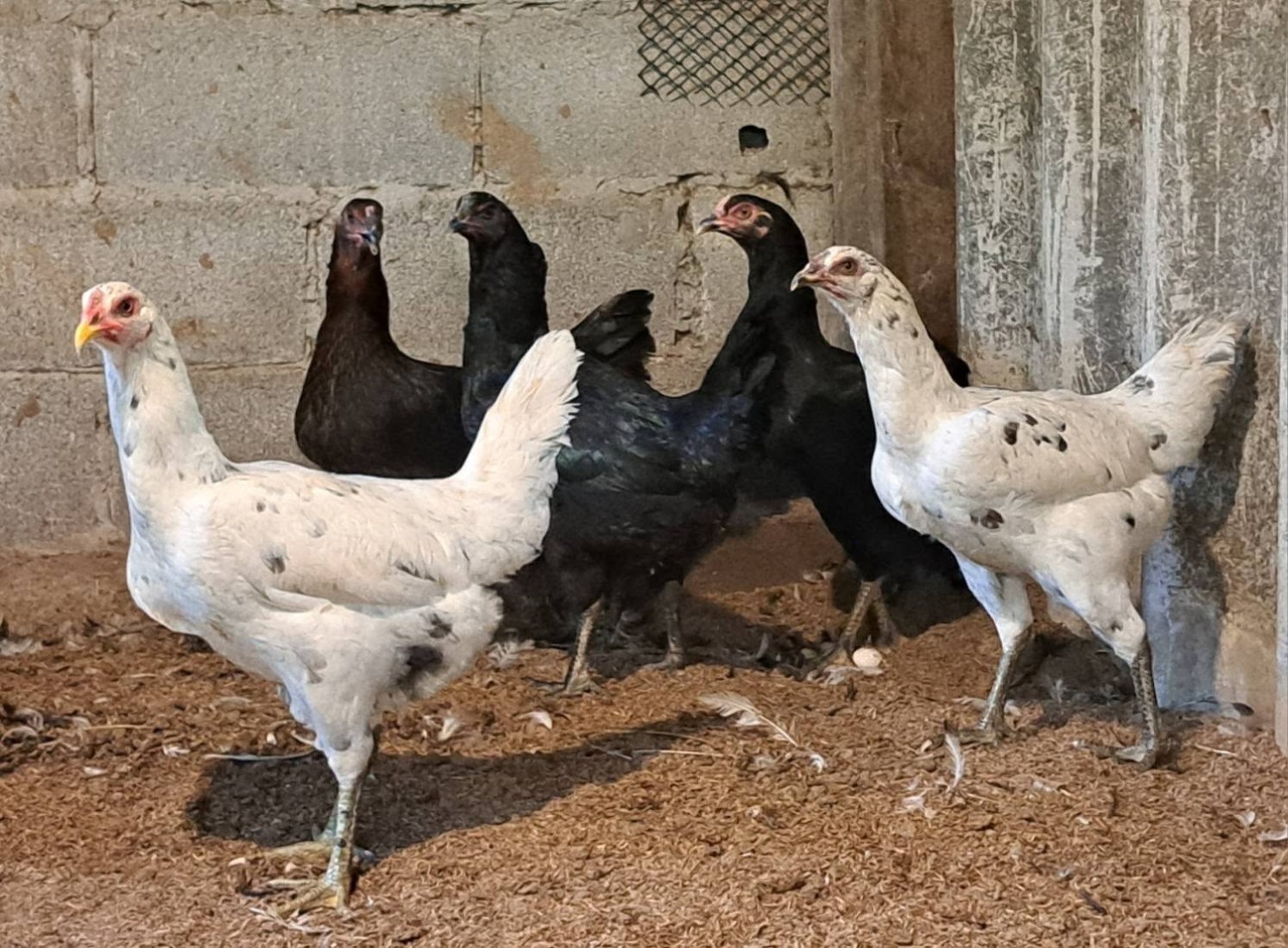 ไก่ลูกผสมพื้นเมือง (ศรีโคตรบูรณ์)