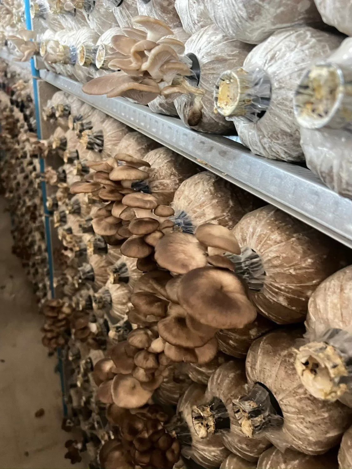 เทคโนโลยีการควบคุมปัจจัยการผลิตเห็ดในโรงเรือน