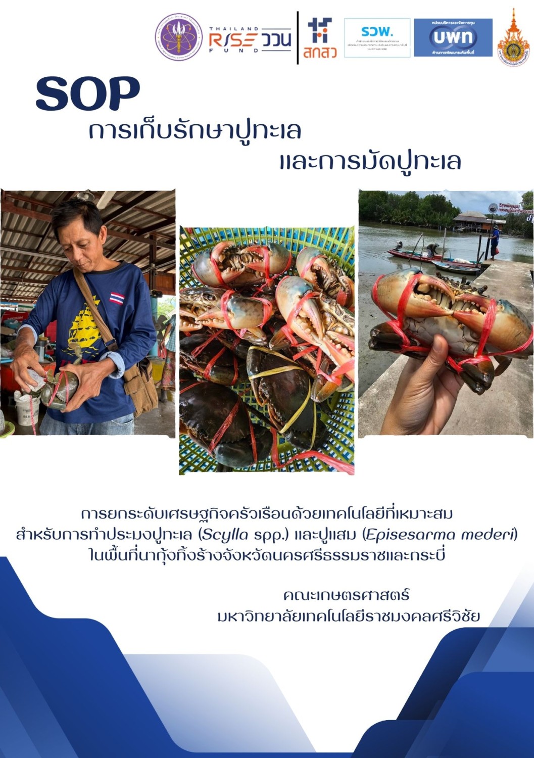 SOP การเก็บรักษาปูทะเลและการมัดปู
