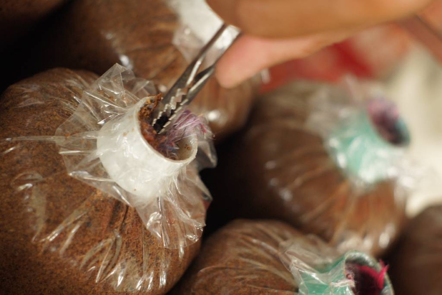 การผลิตก้อนเชื้อเห็ดแบบตรวจสอบย้อนกลับเพื่อการเกษตรแม่นยำ