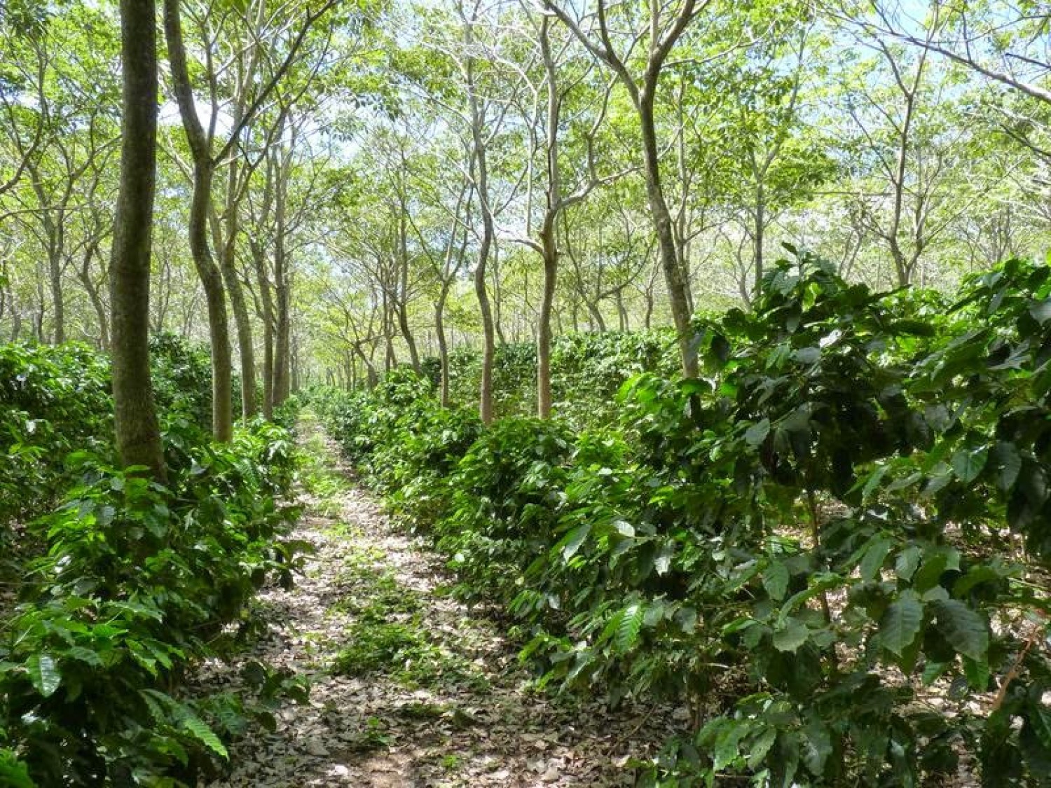 การพัฒนาระบบตลาดและช่องทางจำหน่ายไม้ผลในระบบวนเกษตร