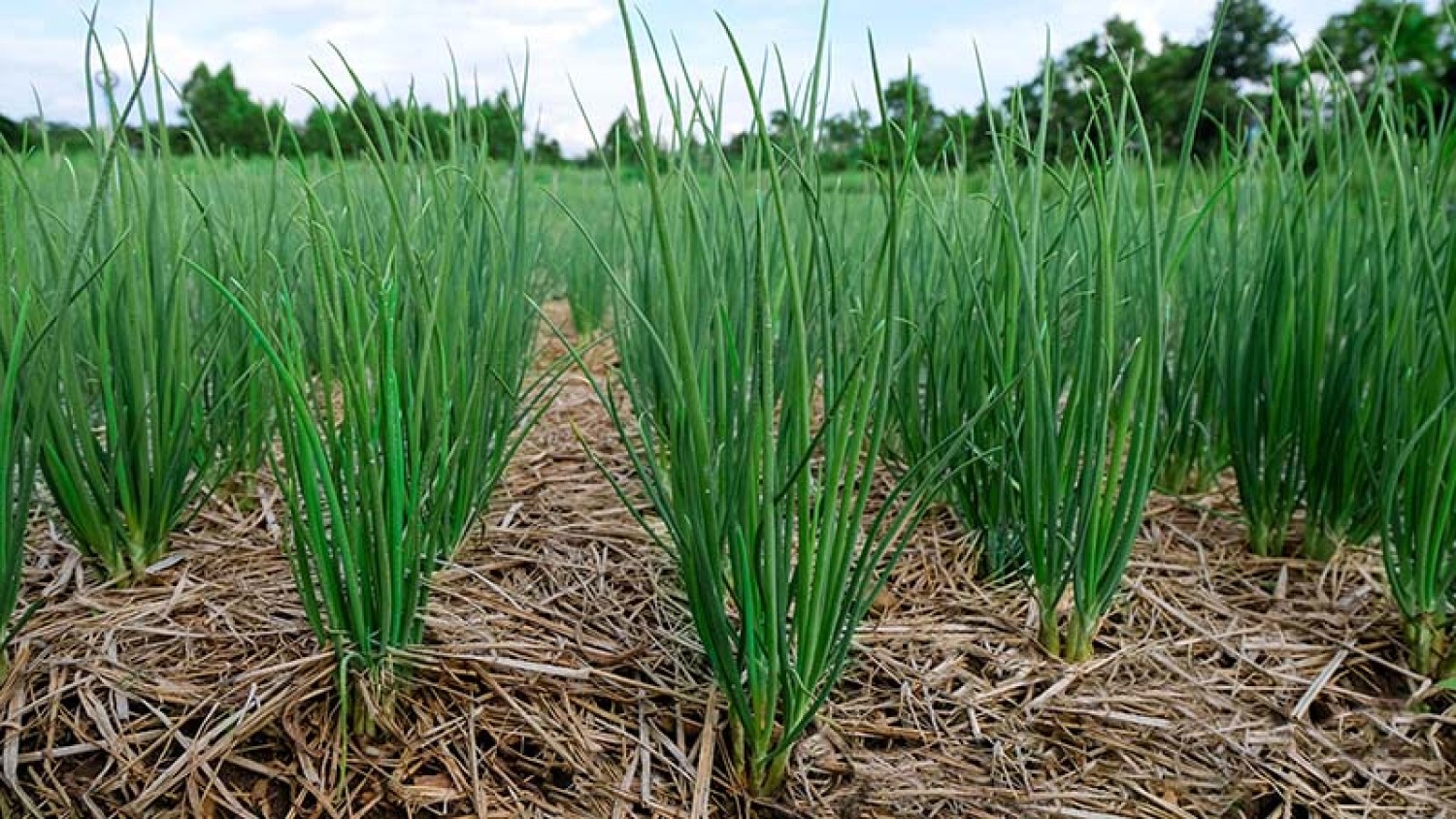การส่งเสริมการเจริญเติบโตของหอมแบ่ง (Allium fistulosum L.) ด้วยจุลินทรีย์ส่งเสริมการเจริญเติบโตจากรากพืชในระบบวนเกษตร ภายในจังหวัดอุตรดิตถ์